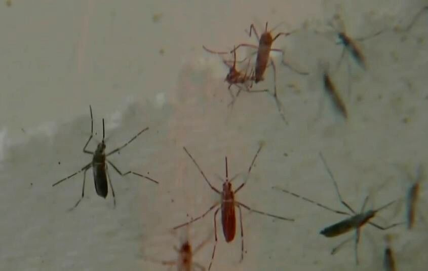 mosquitoes